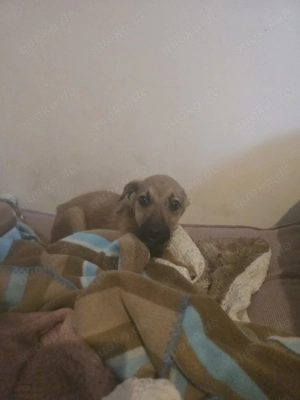 Giselle sucht ein Zuhause, das ihr Geborgenheit schenkt und mit ihr die Welt entdeckt. Bild 4