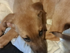 Giselle sucht ein Zuhause, das ihr Geborgenheit schenkt und mit ihr die Welt entdeckt. Bild 5