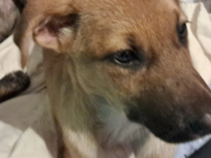 Giselle sucht ein Zuhause, das ihr Geborgenheit schenkt und mit ihr die Welt entdeckt. Bild 3