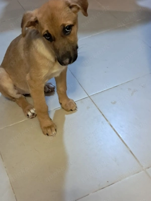 Giselle sucht ein Zuhause, das ihr Geborgenheit schenkt und mit ihr die Welt entdeckt. Bild 6