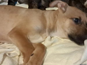 Giselle sucht ein Zuhause, das ihr Geborgenheit schenkt und mit ihr die Welt entdeckt. Bild 2