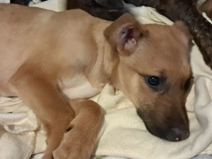 Giselle sucht ein Zuhause, das ihr Geborgenheit schenkt und mit ihr die Welt entdeckt. Bild 8