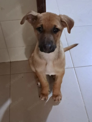 Giselle sucht ein Zuhause, das ihr Geborgenheit schenkt und mit ihr die Welt entdeckt. Bild 7