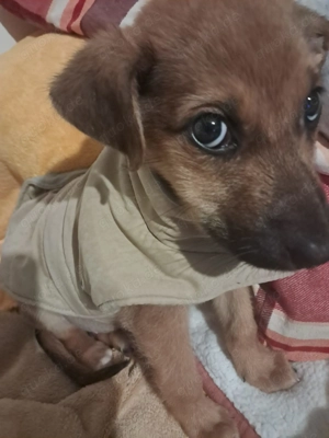 Giselle sucht ein Zuhause, das ihr Geborgenheit schenkt und mit ihr die Welt entdeckt. Bild 9