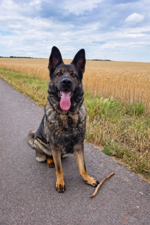 Schäferhund Rüde abzugeben 