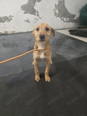 Möchtest du der Mensch sein, der Lara zeigt, wie schön sich Geborgenheit anfühlt? Bild 4