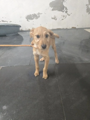 Möchtest du der Mensch sein, der Lara zeigt, wie schön sich Geborgenheit anfühlt? Bild 5