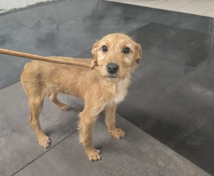 Möchtest du der Mensch sein, der Lara zeigt, wie schön sich Geborgenheit anfühlt? Bild 2