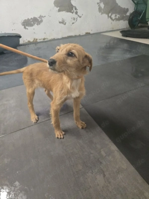 Möchtest du der Mensch sein, der Lara zeigt, wie schön sich Geborgenheit anfühlt? Bild 3