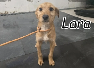 Möchtest du der Mensch sein, der Lara zeigt, wie schön sich Geborgenheit anfühlt?