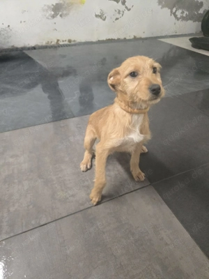 Möchtest du der Mensch sein, der Lara zeigt, wie schön sich Geborgenheit anfühlt? Bild 6