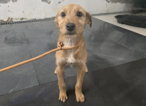 Möchtest du der Mensch sein, der Lara zeigt, wie schön sich Geborgenheit anfühlt? Bild 7