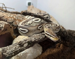 Python regius Königspython 0.1 Pastel Mojave Orange Dream het. Piebald