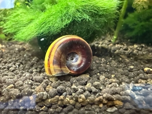 Paradiesschnecke, Guppy