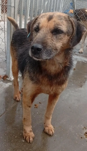 Sara (geb. ca. 2019) lebt in bosnischem Tierheim und sucht ein Zuhause