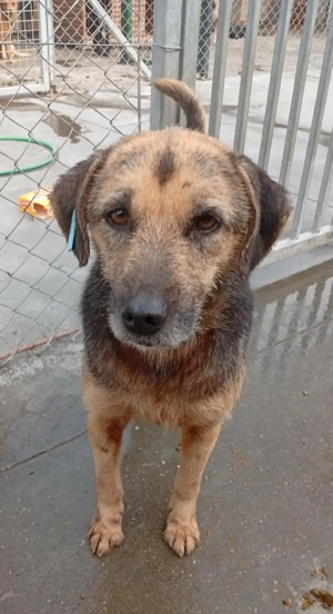 Sara (geb. ca. 2019) lebt in bosnischem Tierheim und sucht ein Zuhause