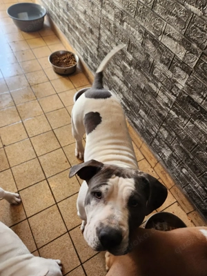 Old Englisch Bulldogge in gute Hände abzugeben. 