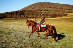 Quarter Horse Stute 