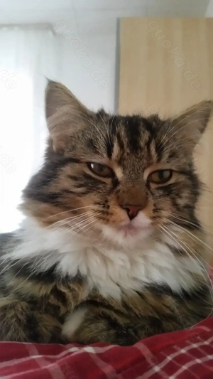 Wohnung   Wohngemeinschaft   Wohnprojekt gesucht