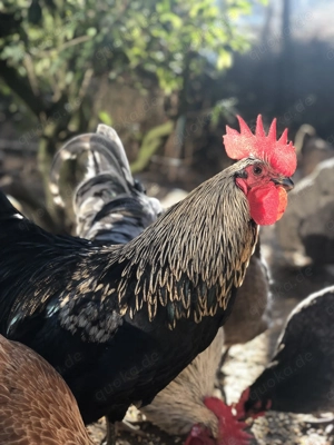 Silverrudds Bla Hähne