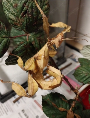 Extatosoma tiaratum (Austral.Gespenstschr.) EIER (Phasmiden) 