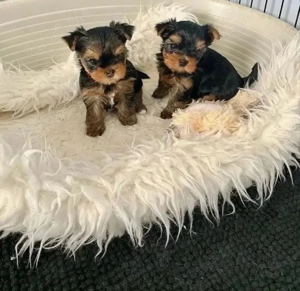  3 wunderbare Zwergwidder Contattatemi su Telegram: @Paola2008