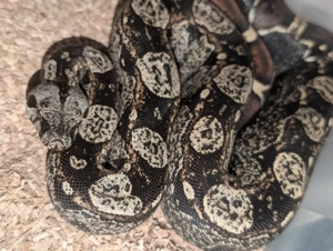 0.1 Boa constrictor RLT IMG het VPI 