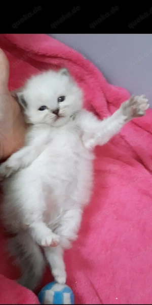 Heilige Birma mix BLH Kitten