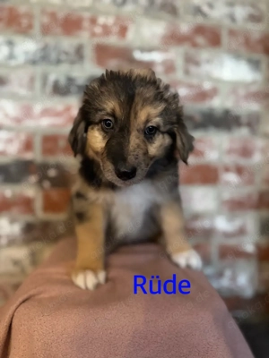 Australian Shepherd Aussie Mix Mischling Welpen 