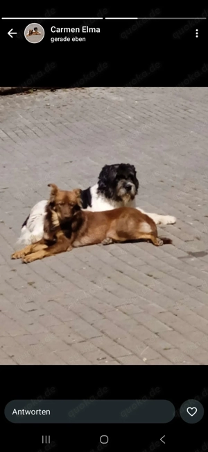 Zucker süße Welpen abzugeben Mischling 