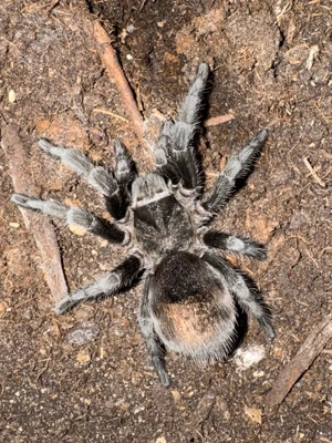 1.0 Grammostola Pulchra | Vogelspinne
