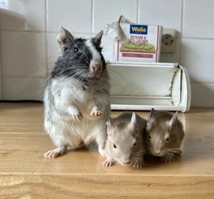 Zutrauliche Degu-Mädels in drei Farben