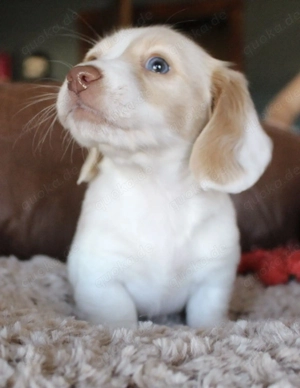 Hallo zusammen, wir haben süße Dackelwelpen in einer besonderen Farbe.