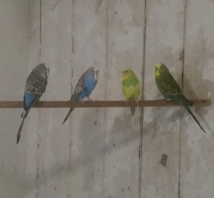 Junge Wellensittiche