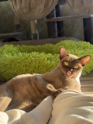 Burma Katze mit Stammbaum