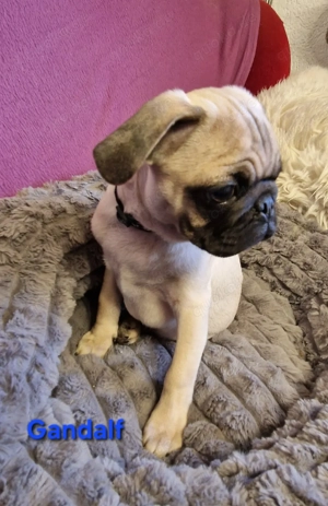 retromops welpen, 4 mon. alt rüden m. Stammbaum, Katzen gewohnt Bild 4