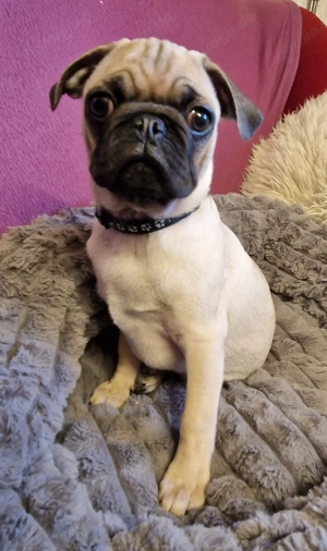 retromops welpen, rüden m. Stammbaum, Katzen gewohnt