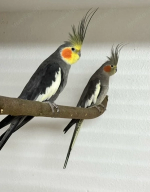 Suche Standard Nymphensittiche Wildfarbig