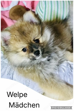 Zwergspitz Baby   Mädchen 