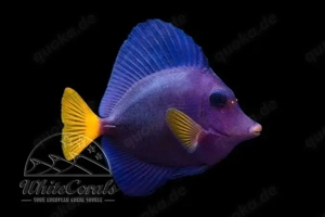 Zebrasoma xanthurum Rotmeer Doktorfisch
