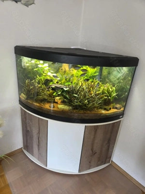 !! Muss dringend weg!! Eckaquarium Fluval Venezia 350 !!