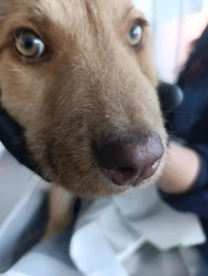 Duke soll in einer Familie aufwachsen Bild 6