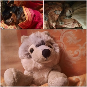 Leo Lausemaus Bücher - Die Kinder mögen ihn! - neuwertig 