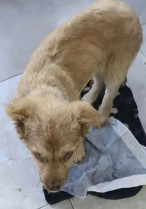 Duke soll in einer Familie aufwachsen Bild 4