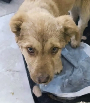 Duke soll in einer Familie aufwachsen Bild 5