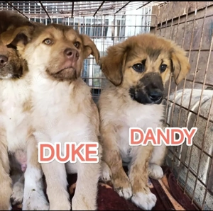 Dandy sucht seine Familie Bild 5