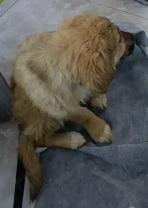 Dandy sucht seine Familie Bild 7