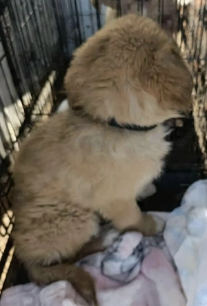 Dandy sucht seine Familie Bild 6