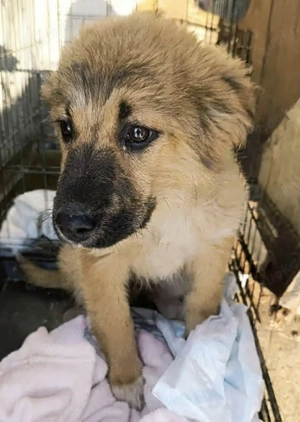 Dandy sucht seine Familie Bild 3