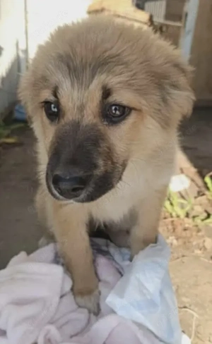 Dandy sucht seine Familie